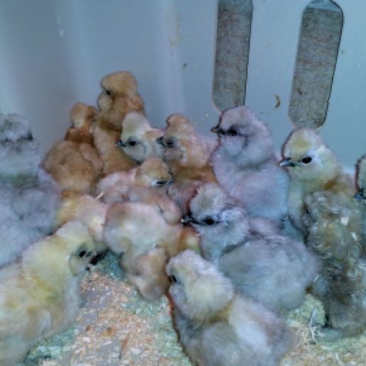 chicks-in-abox