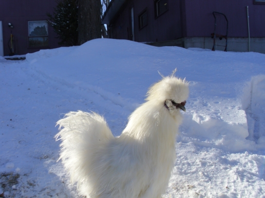 white-rooster-outside
