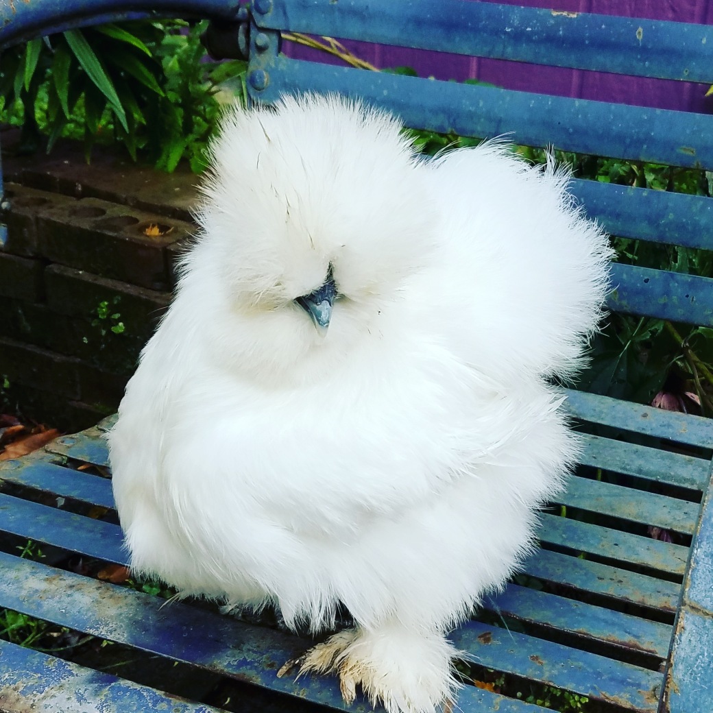 10 Awesome Reasons to Raise Silkie Chickens